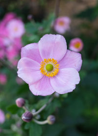 Close-up of pink flower