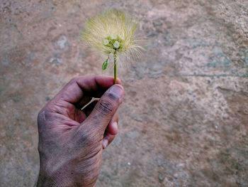 Cropped image of hand holding flower