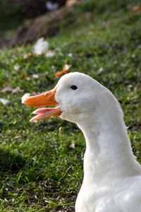 Close-up of swan on grass