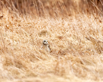 Close-up of bird on field