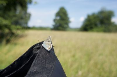 Close-up of butterly against sky and trees