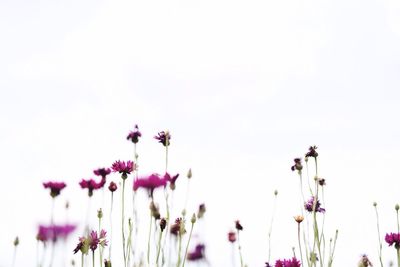 Low angle view of flowers against clear sky