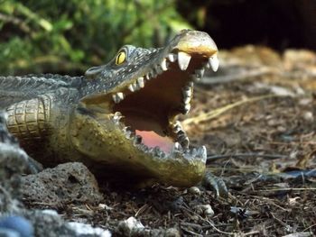 Close-up of crocodile