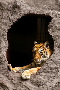 Cat sitting in a cave