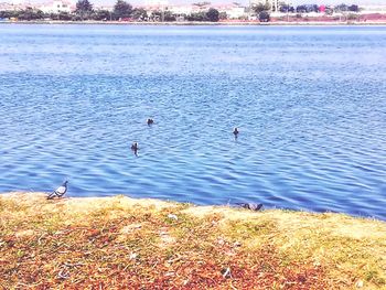 High angle view of ducks swimming in lake