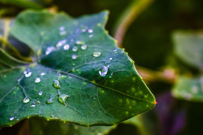 Close-up of water drops on leaves