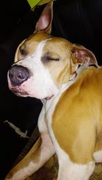 Close-up of dog looking away at home