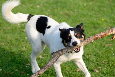 Portrait of dog carrying branch on field