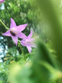 Close-up of flower blooming outdoors