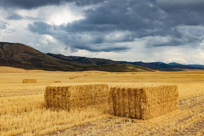 Scenic view of agricultural field against sky