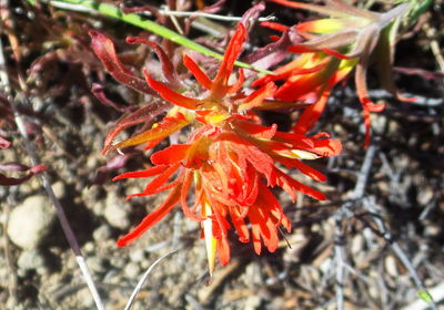 Close-up of red flowers