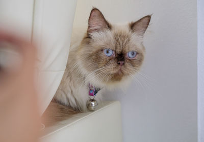 A cute persia cat with blue eyes is looking at camera in white room