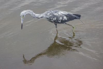 Bird on a lake