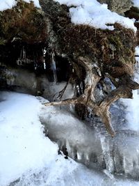 Snow covered trees