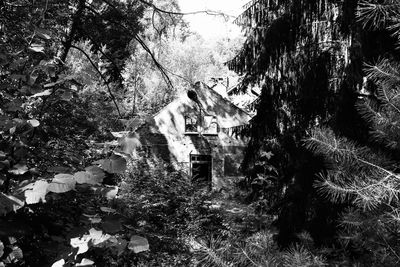 Trees and plants growing in building