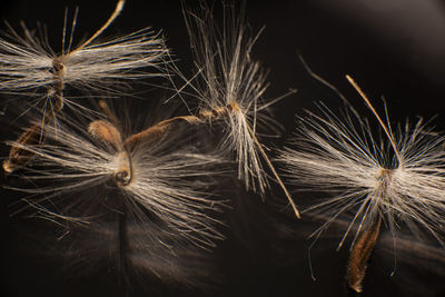 Brightly lit pelargonium geranium seeds, with fluffy hairs and a spiral body