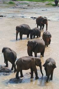 Elephants in a river