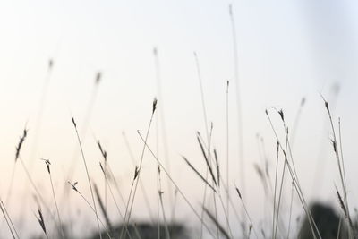 Close-up of stalks in field against sky