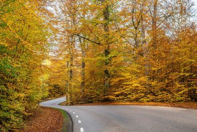 Road amidst trees in forest during autumn