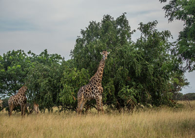 Giraffe standing in a field