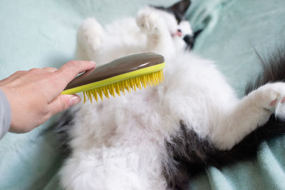 Combing a fluffy white and black cat. a hand with a yellow comb in the foreground and a cat. 