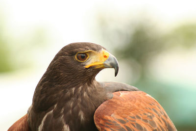 Close-up of harris hawk