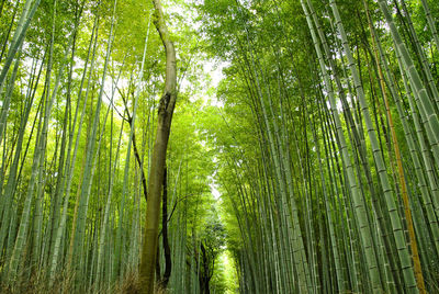 Low angle view of bamboo trees in forest