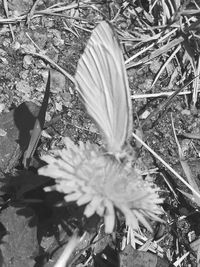 Close-up high angle view of flower