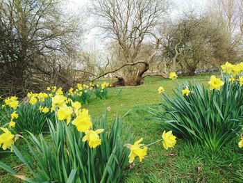 Yellow flowers blooming in field