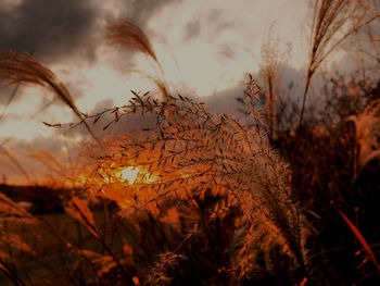 Close-up of dried plant on field against sky