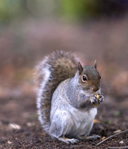 Close-up of squirrel