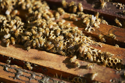 High angle view of bees on beehive