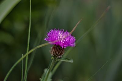 Close-up of purple thistle flower