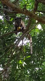 Low angle view of cat on tree