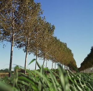 Trees on field against clear sky