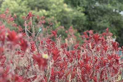 Close-up of red flowering plants on field