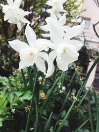 Close-up of white flowers blooming outdoors