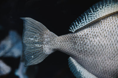 Close-up of fish