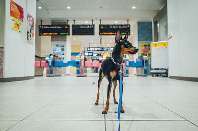 Dog standing on floor at subway station