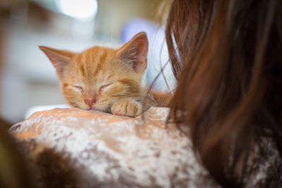 Close-up of cat with eyes closed