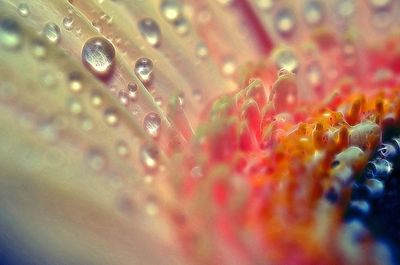 Macro shot of water drops on leaf