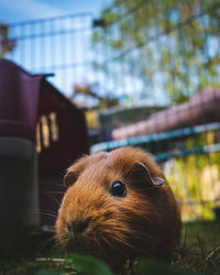 Close-up of a guinea pig