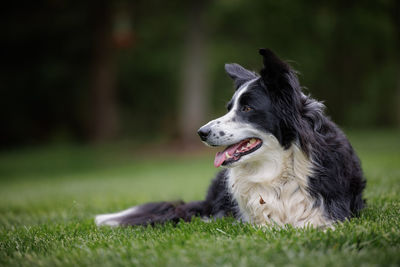 Border collie