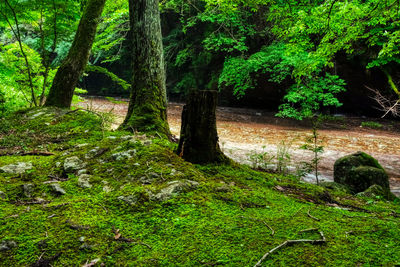 Trees and plants in forest