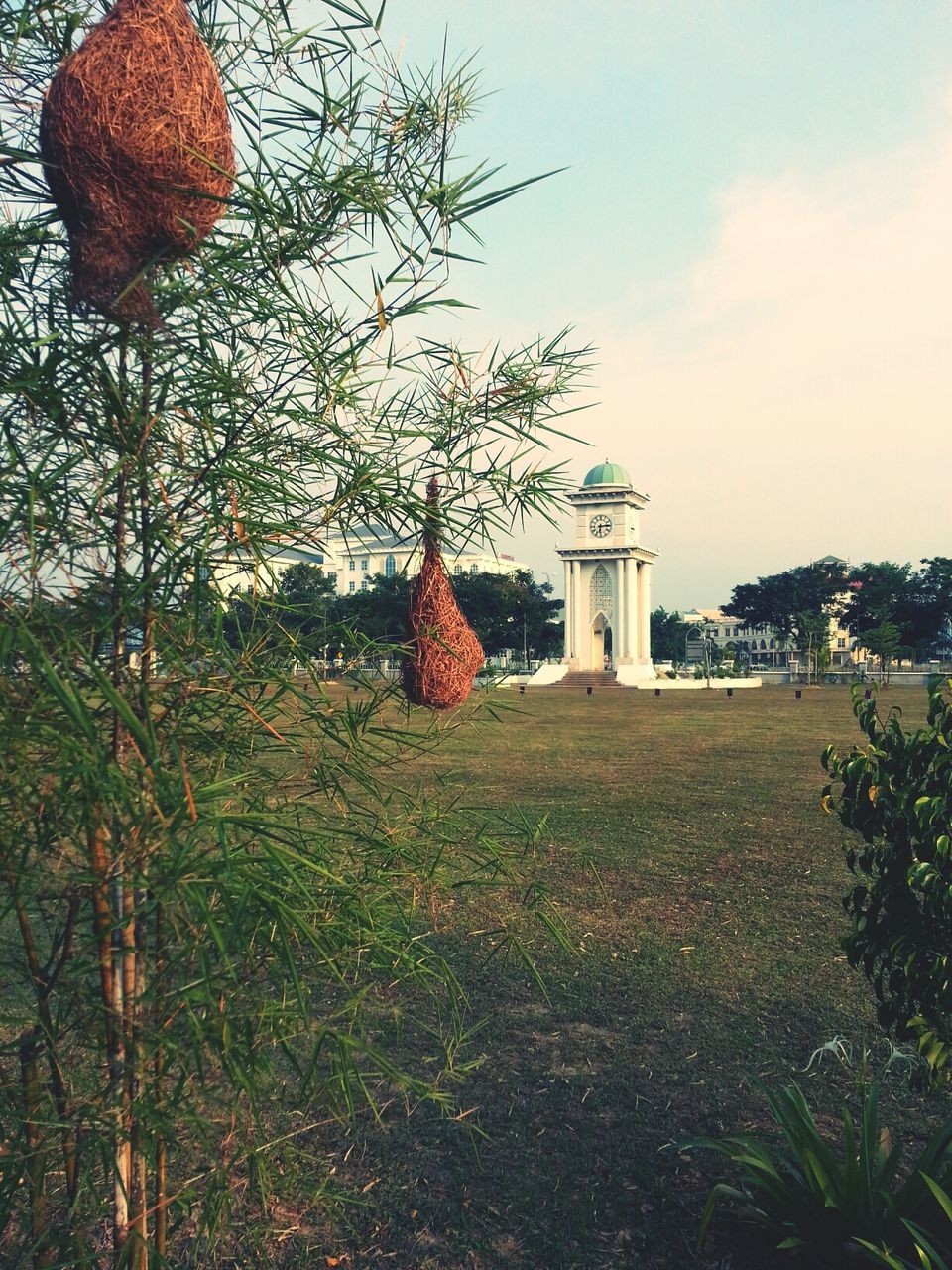 tree, built structure, building exterior, architecture, sky, grass, growth, religion, field, plant, spirituality, nature, cloud - sky, tranquility, place of worship, no people, outdoors, house, day