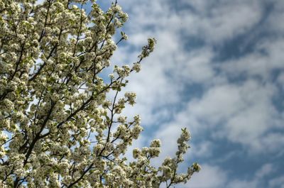Low angle view of blooming tree against cloudy sky