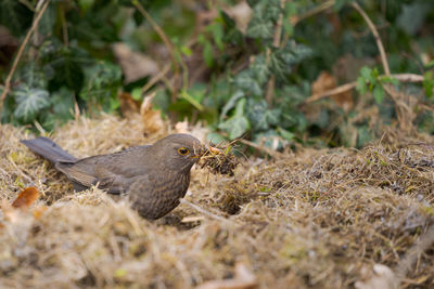 Close-up of bird perching on field