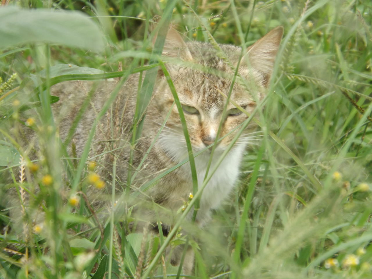 PORTRAIT OF CAT ON GRASS