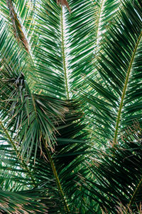 Close-up of palm tree