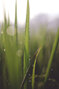 Close-up of wet grass during rainy season